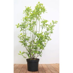 Heidelbeerstrauch 'Ama' (40–60 cm) im Topf, mit grünen Blättern. Ideal für Garten und Kübel.