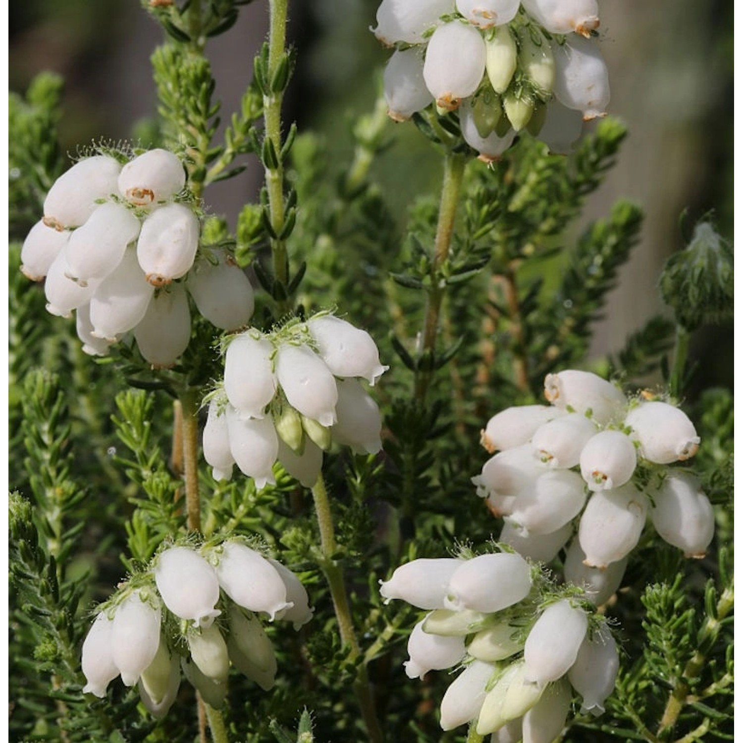 10x Glockenheide Alba - Erica tetralix günstig online kaufen