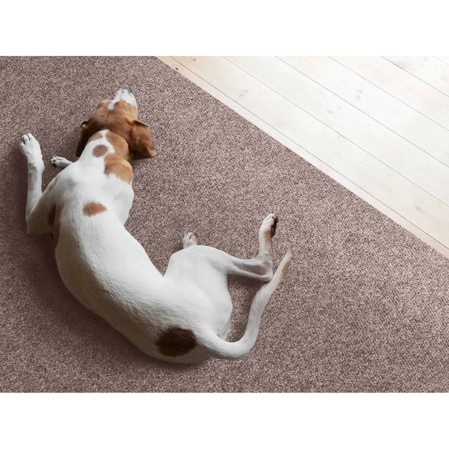 Beiger Teppichläufer Primaflor Picollo (1,00x3,00m) mit Hund im Flur.