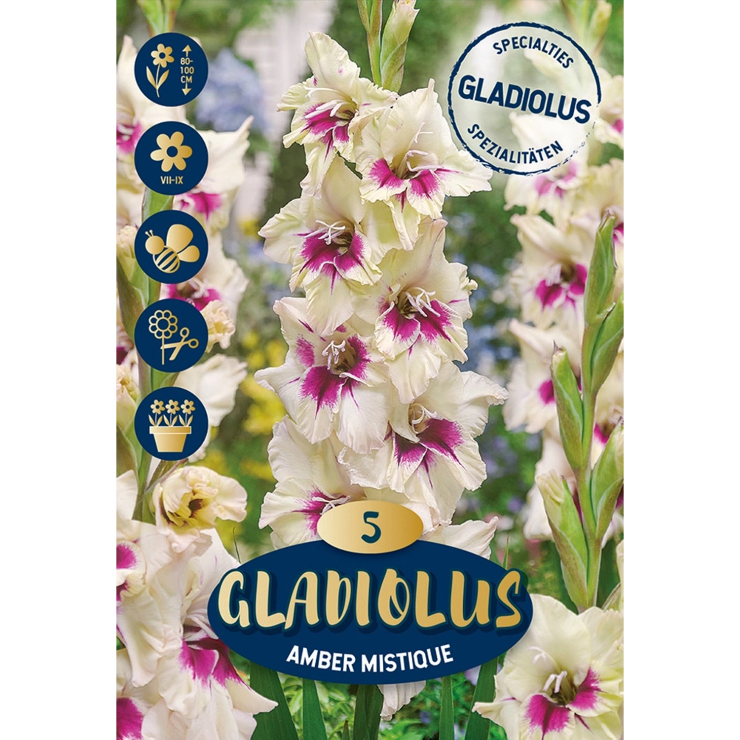 Gladiolen Peptalk Gelb-Rot