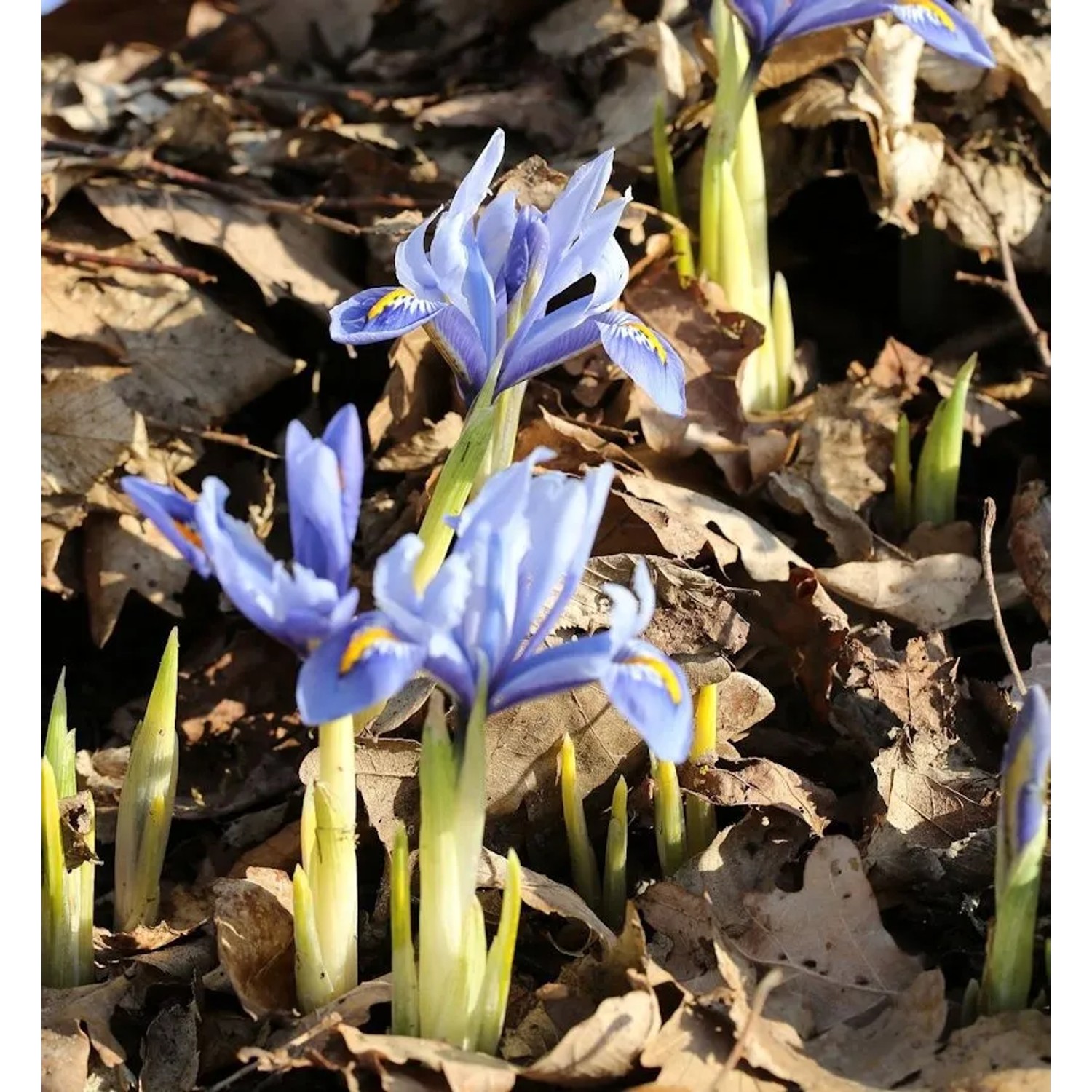 Winteriris Alida - Iris reticulata