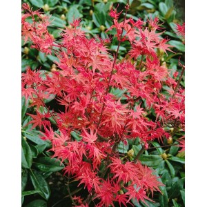Acer Palmatum Corallinum: Junger, roter Japanischer Ahorn im Garten.