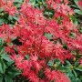 Acer Palmatum Corallinum: Junger, roter Japanischer Ahorn im Garten.