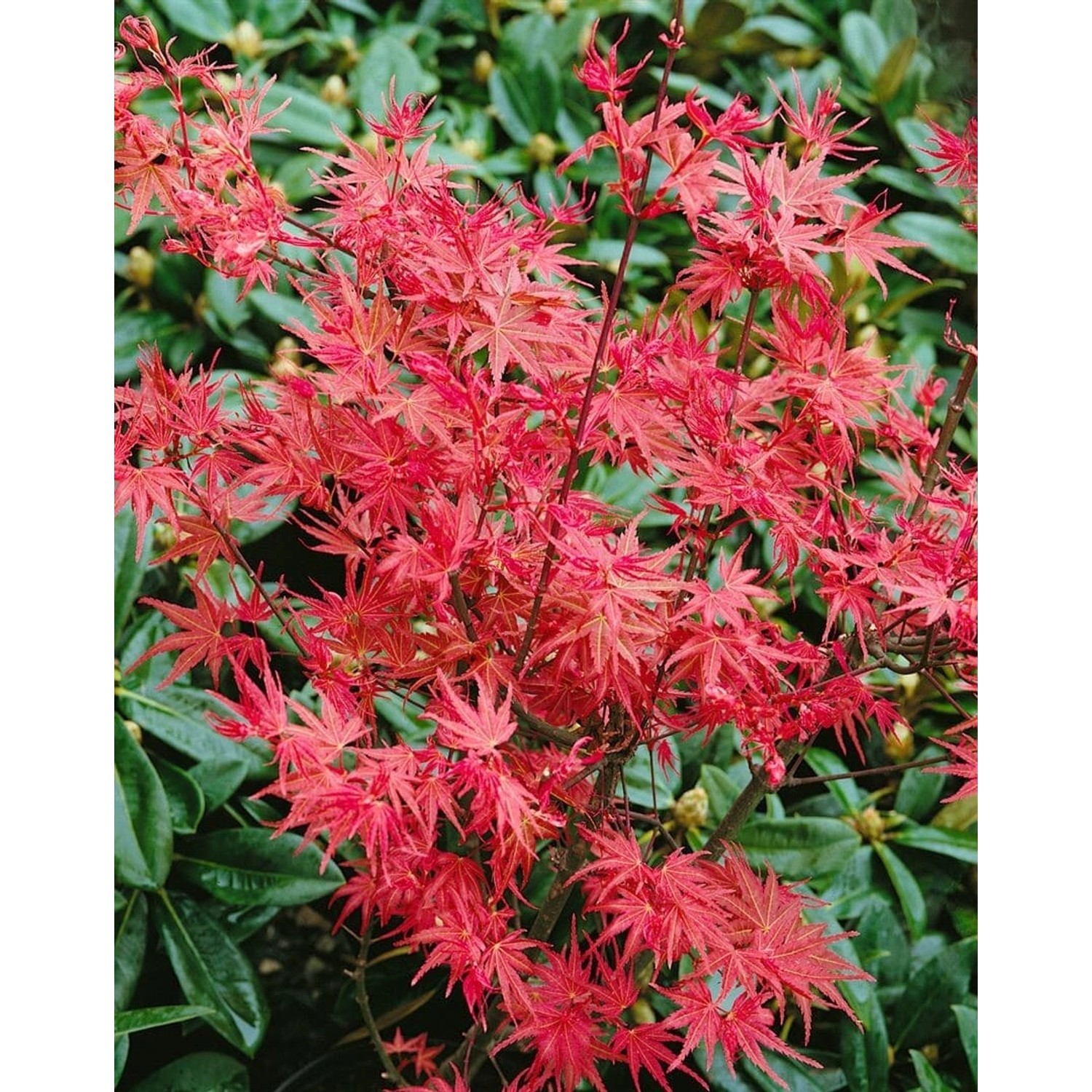 Acer Palmatum Corallinum Japanischer Ahorn Rot 125–150 cm günstig online kaufen