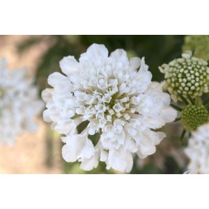 Nahaufnahme der weißen Blüte der Scabiosa Miss E.willmott im 9x9 cm Topf.