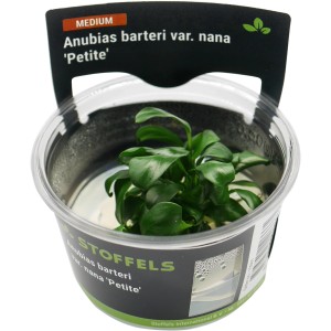 Stoffels Aquariumpflanze Anubias barteri var. nana Petite im Topf, grüne Blätter.