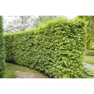 Dichte, grüne Hecke aus Kornelkirsche (Cornus Mas) im Garten.