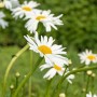 Wiesenmargerite 'Maikönigin' mit weißen Blüten und gelber Mitte im Garten.