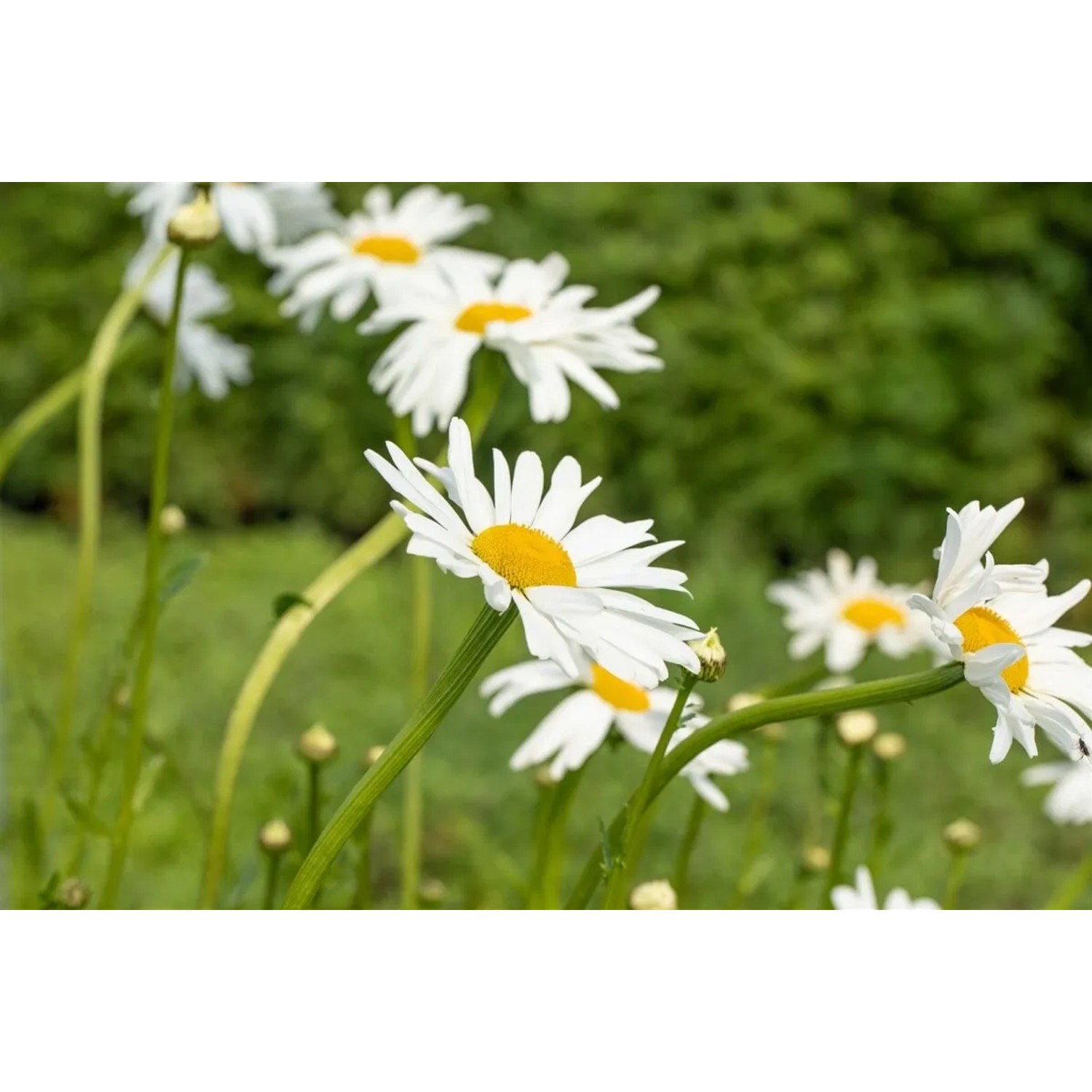 Wiesenmargerite 'Maikönigin' mit weißen Blüten und gelber Mitte im Garten.
