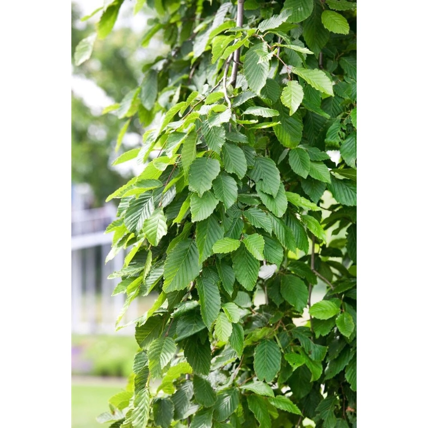 Carpinus Betulus Pendula Hainbuche Hängend 180 cm Stammhöhe günstig online kaufen