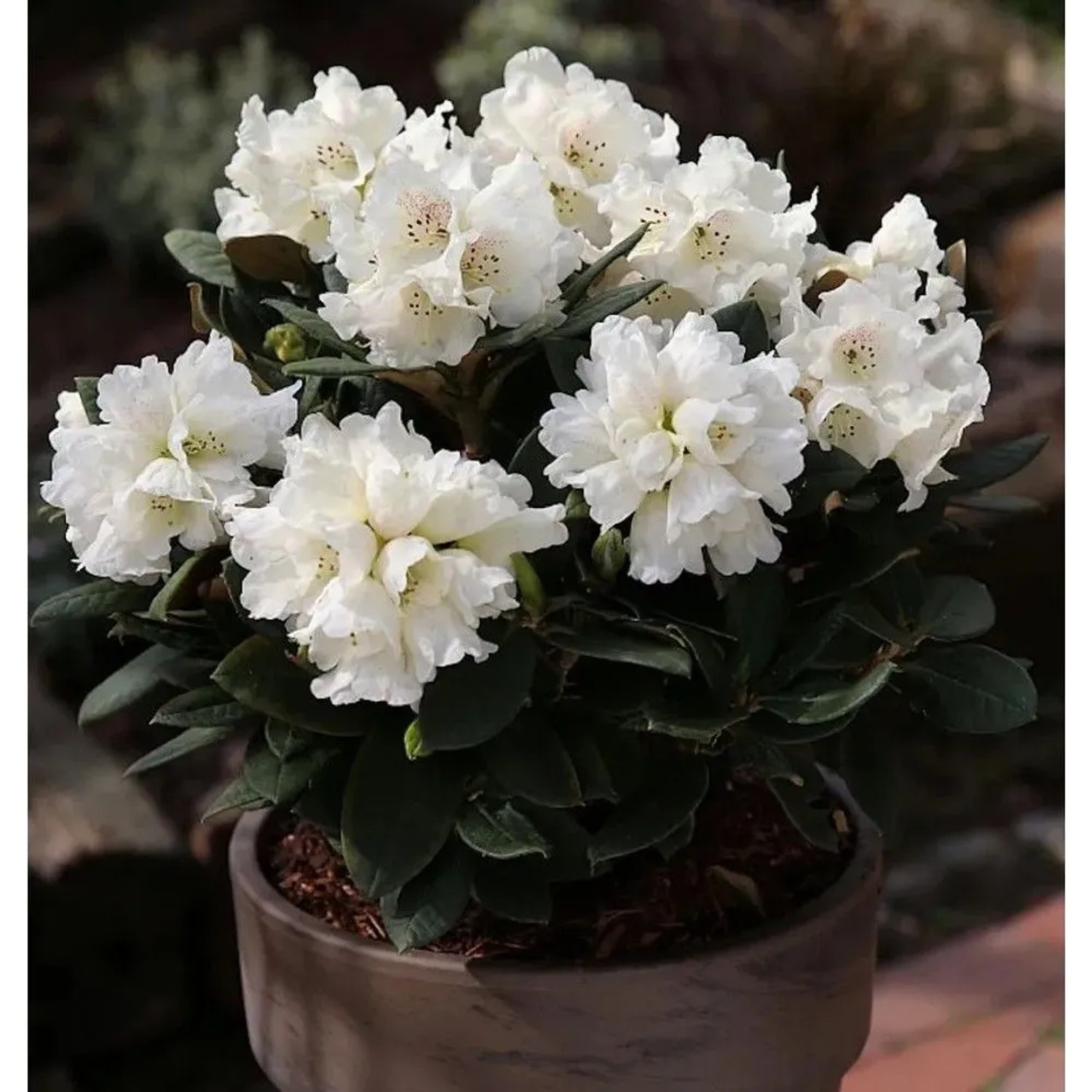 Image of Großblumige Rhododendron Honigduft 50-60cm - Alpenrose