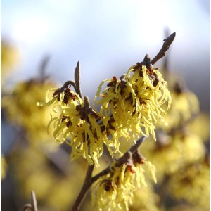 Nahaufnahme der schwefelgelben Blüten der Zaubernuss Arnold Promise.