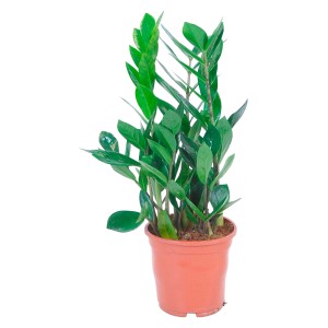 Grüne Zamioculcas Zamiifolia im Topf, eine pflegeleichte Zimmerpflanze von GROW by OBI.