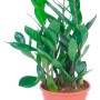 Grüne Zamioculcas Zamiifolia im Topf, eine pflegeleichte Zimmerpflanze von GROW by OBI.