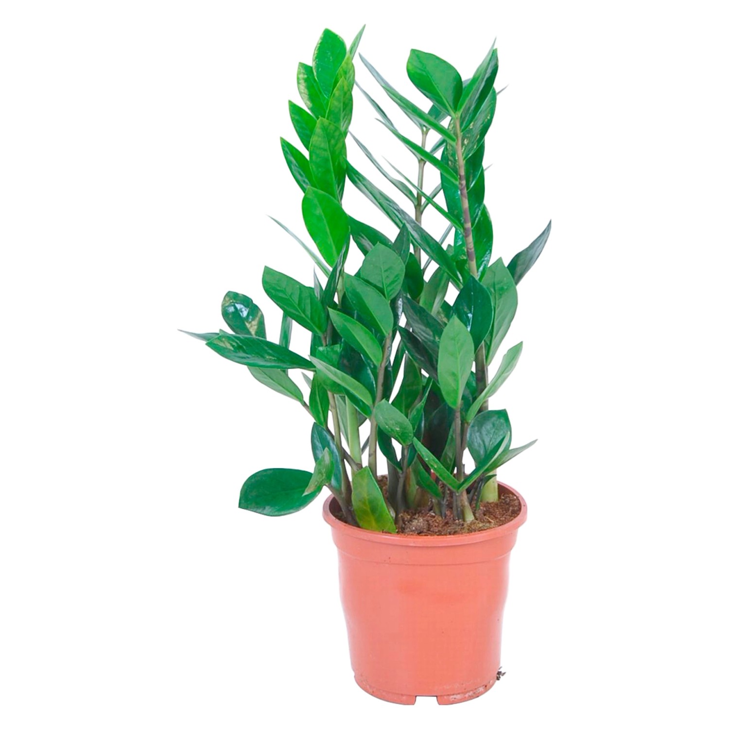 GROW by OBI Zamioculcas Topf Ø ca. 14 cm Zamioculcas Zamiifolia