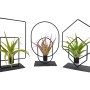 Tillandsie im Metallrahmen Auswahl Topf-Ø ca. 17 cm Tillandsia