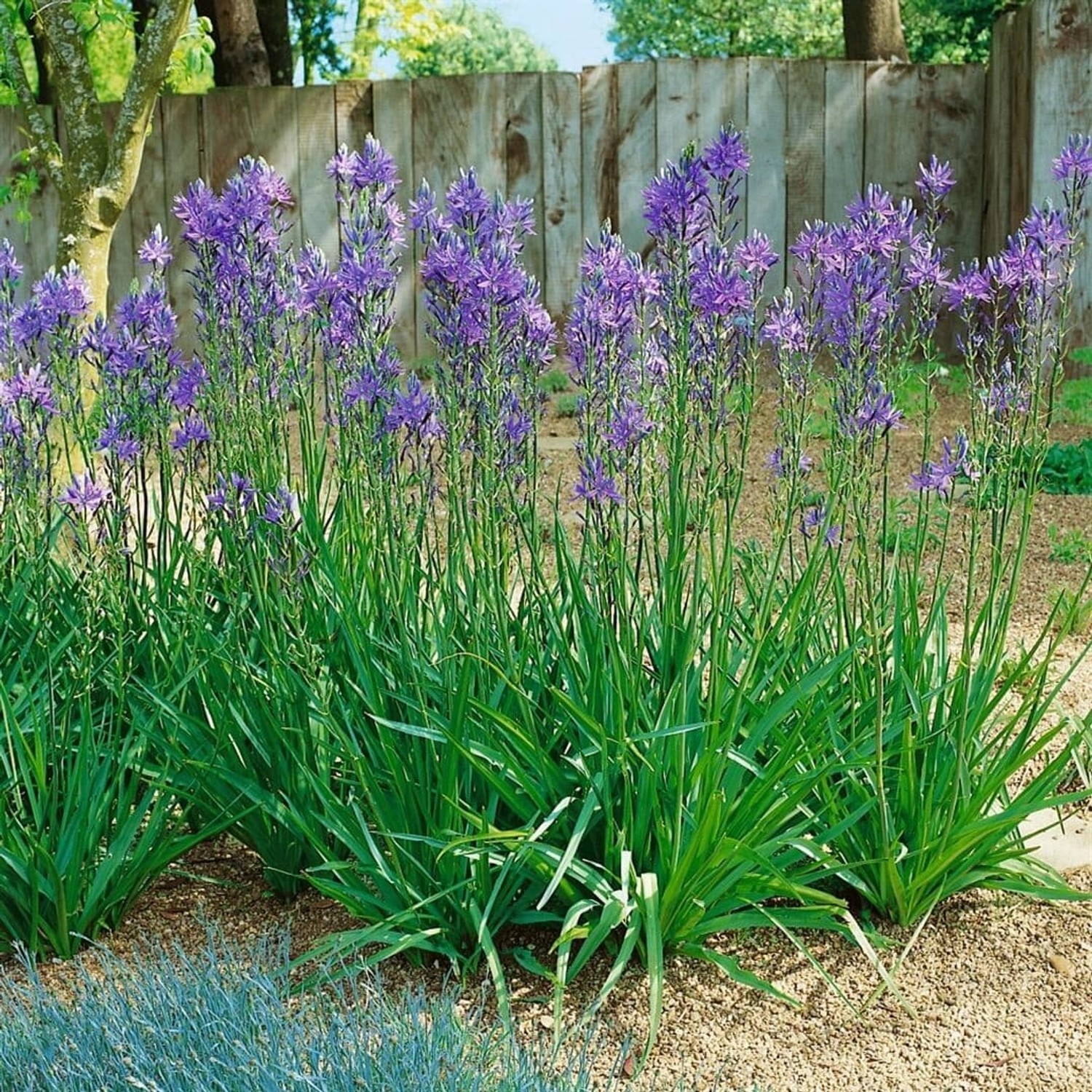 Camassia Quamash Prärielilie Ca. 11x11 cm Topf günstig online kaufen