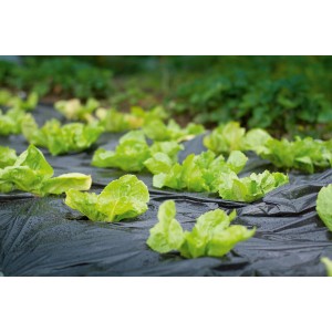 Schwarze Mulchfolie (10 m x 1,5 m) im Beet mit Salatpflanzen. Folie speichert Wärme und schützt vor Unkraut.
