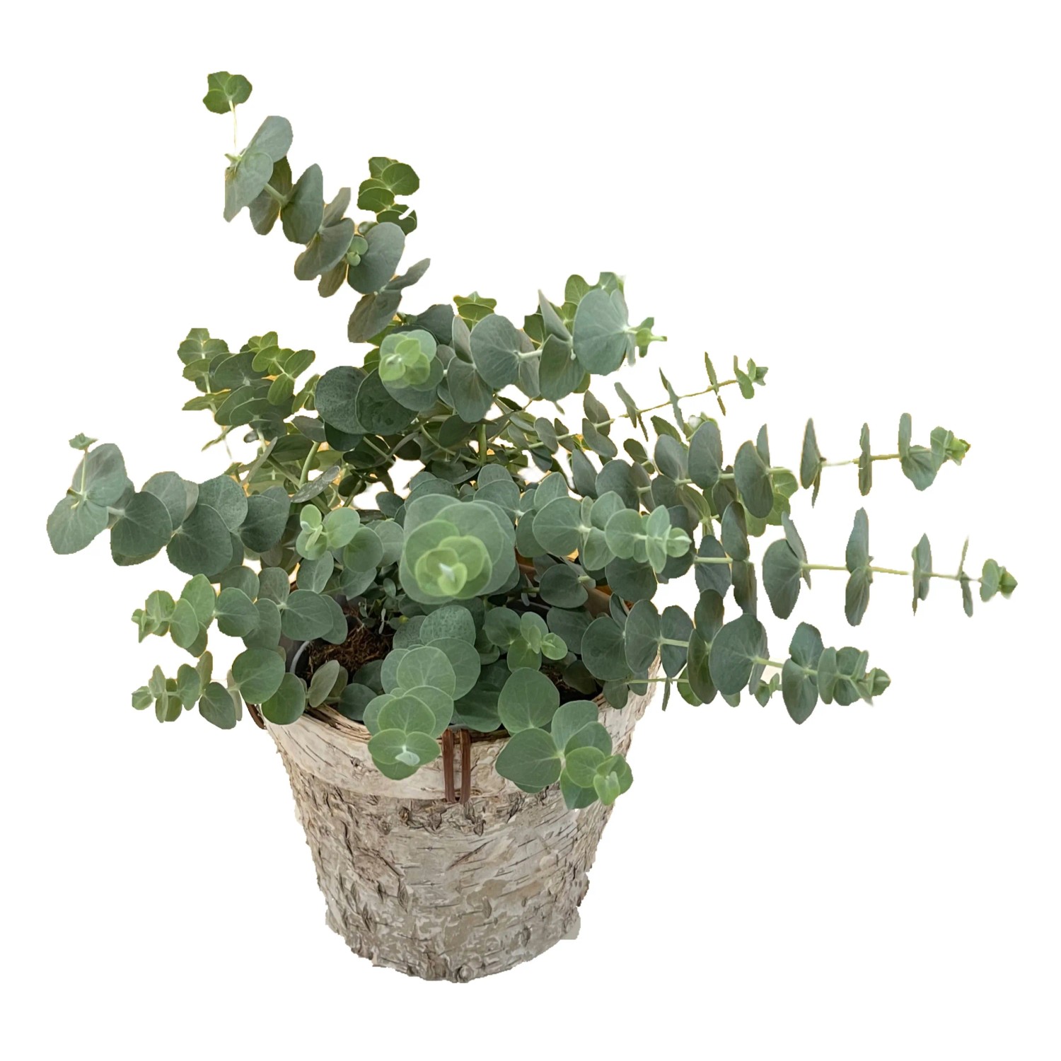 GROW by OBI Eukalyptus Pflanze Eucalyptus pulverulenta 20