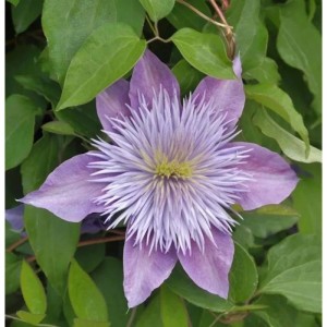 Blüte der Waldrebe Crystal Fountain (Clematis) in zartem Lila und Weiß, umgeben von grünen Blättern.