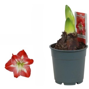 Amaryllis gestreift Topf-Ø ca. 9 cm Hippeastrum