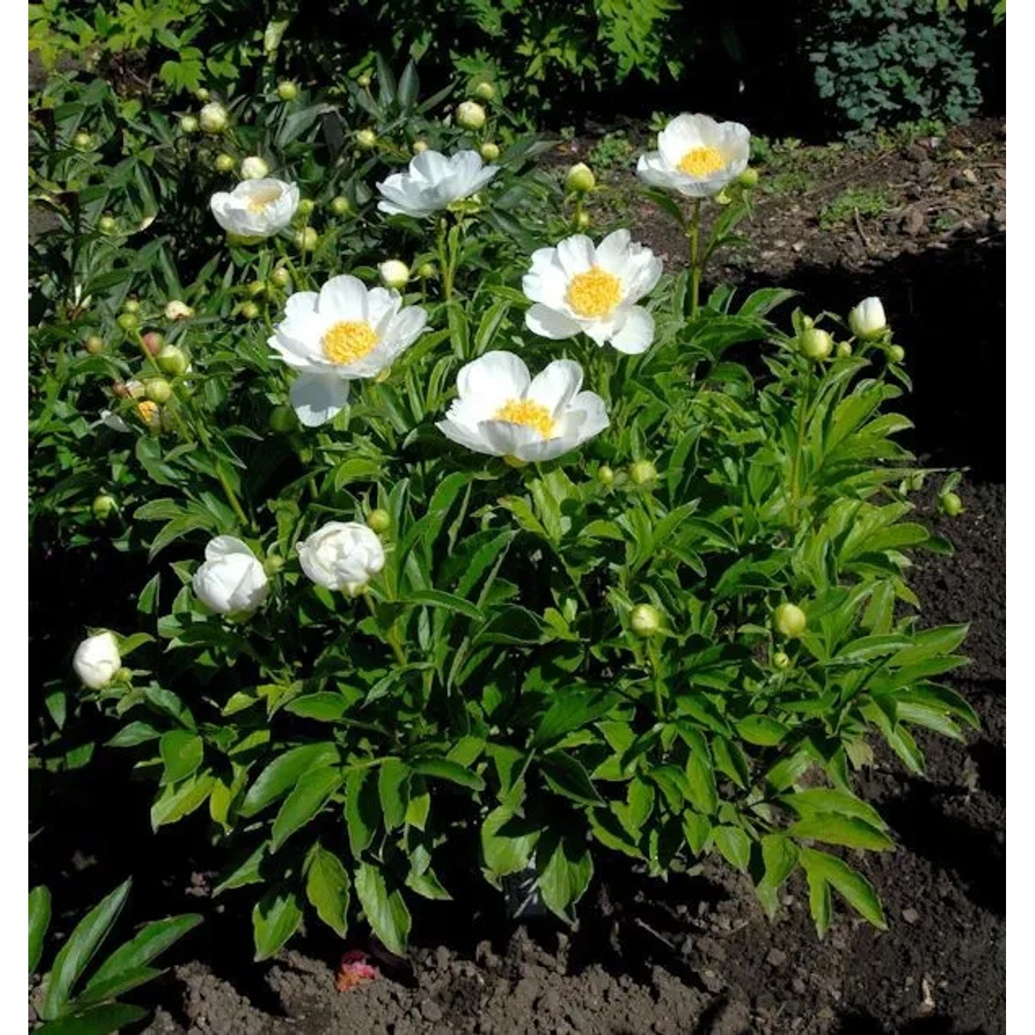 Edelpfingstrose Jan van Leeuwen - Paeonia,actiflora