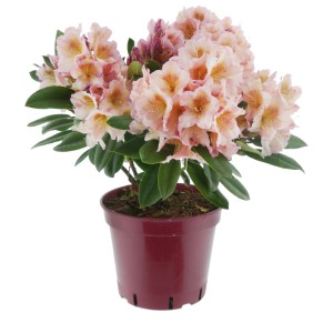 Alpenrose Eyecatcher Blush hellrosa im Topf, ca. 30-40 cm hoch, Rhododendron.