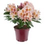 Alpenrose Eyecatcher Blush hellrosa im Topf, ca. 30-40 cm hoch, Rhododendron.