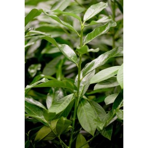 Detailaufnahme des grünen Kirschlorbeer 'Genolia' (40-60 cm), ideal als Heckenpflanze.