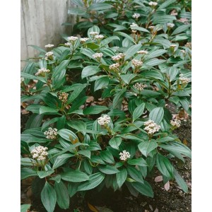 Immergrüner Schneeball Viburnum Davidii mit weißen Blüten und grünen Blättern.