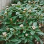 Immergrüner Schneeball Viburnum Davidii mit weißen Blüten und grünen Blättern.
