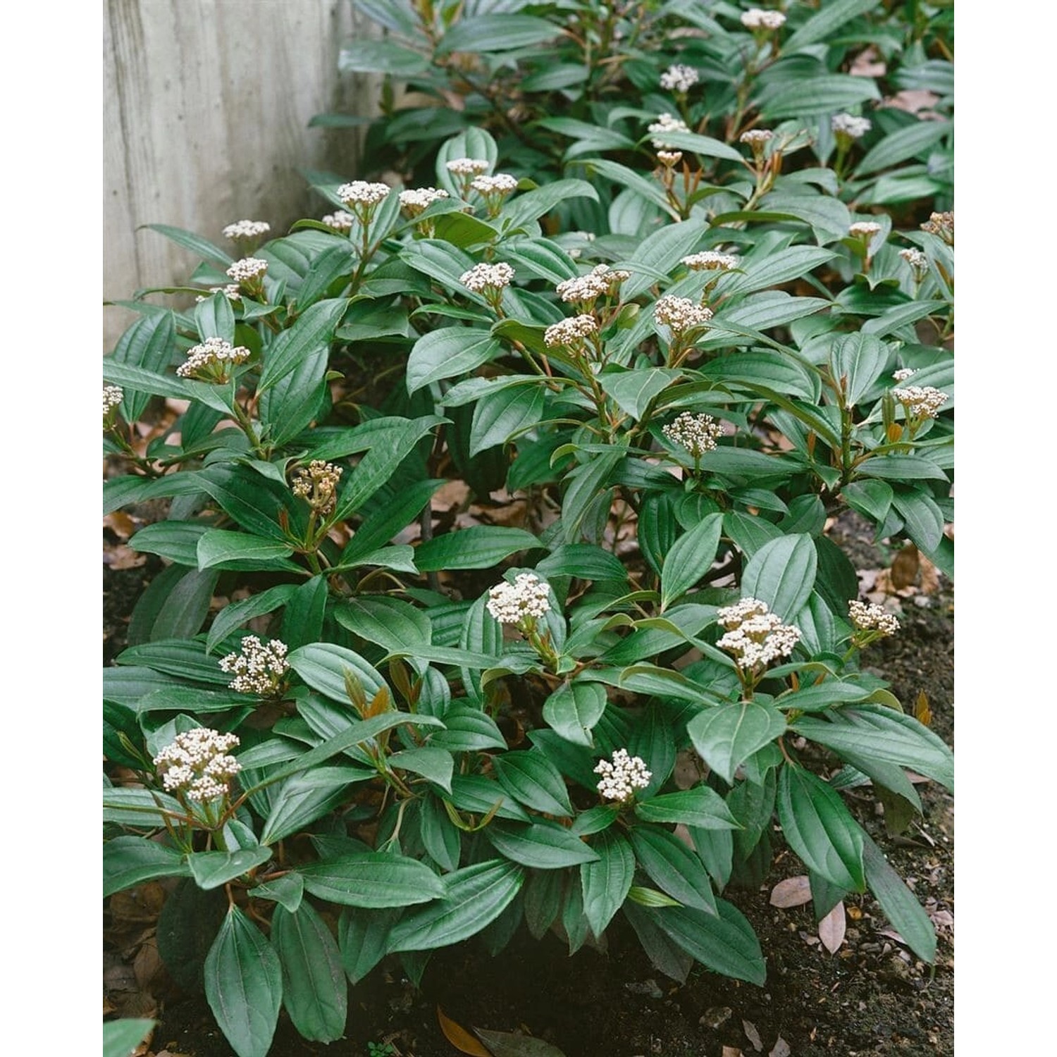Immergrüner Schneeball Viburnum Davidii mit weißen Blüten und grünen Blättern.