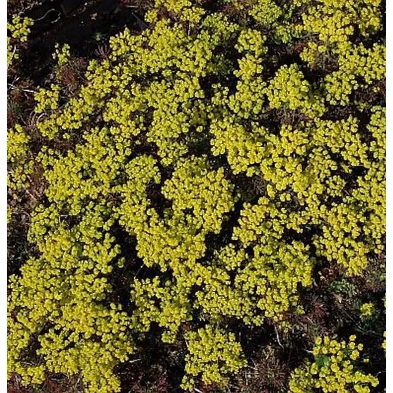 Zypressen Wolfsmilch Clarice Howard - Euphorbia cyparissias
