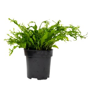 Stoffels Aquariumpflanze Microsorum pteropus Windelov XL im schwarzen Topf, grüne Blätter.