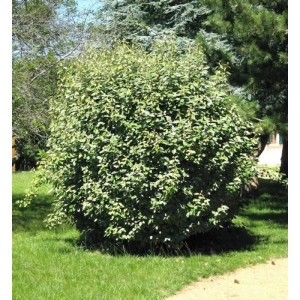Dichter, grüner Wintergrüner Ölweide Compacta Strauch (Elaeagnus ebbingei) auf Rasenfläche im Garten.
