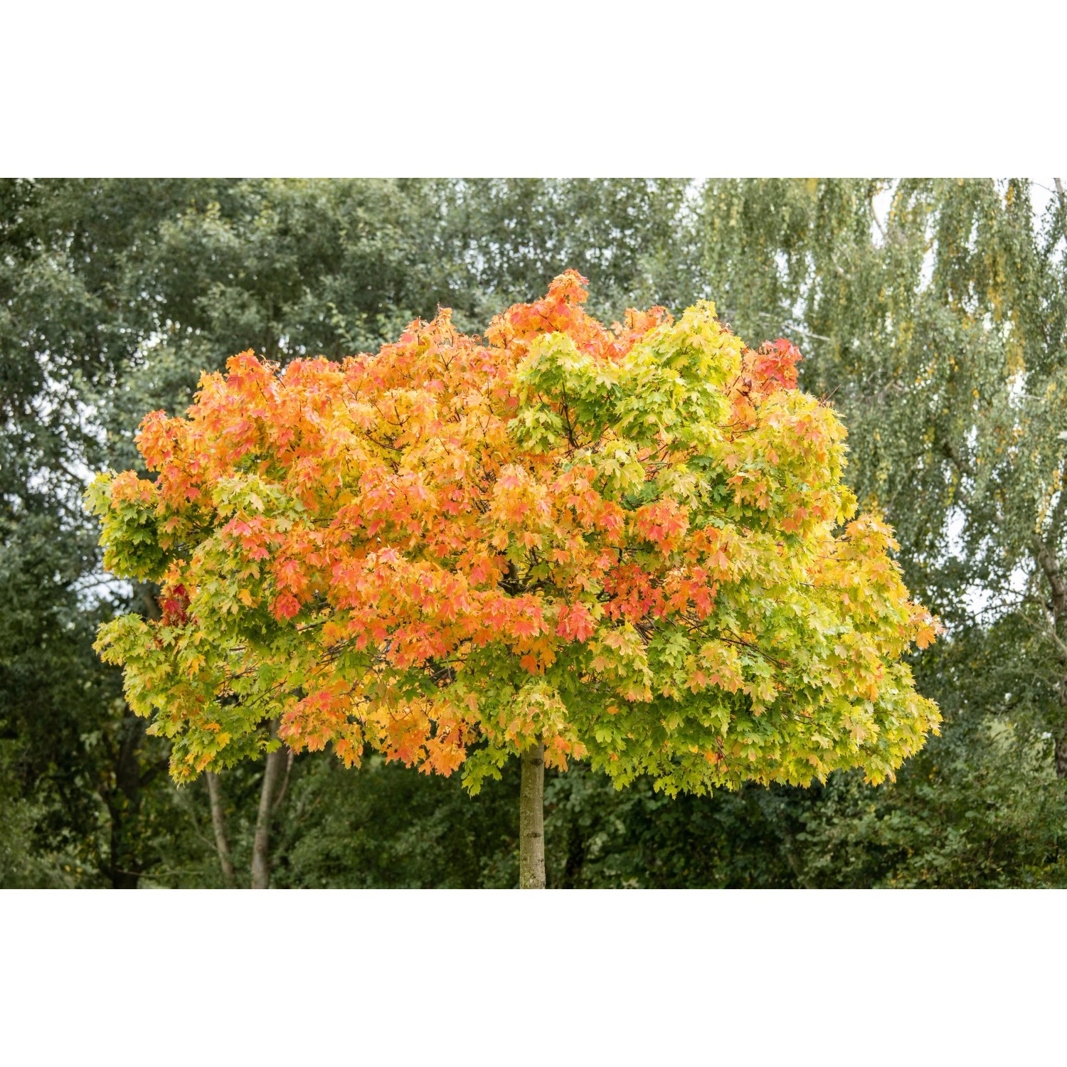 Kugel Ahorn Acer platanoides Globosum 100-120 cm 15 l kaufen bei OBI