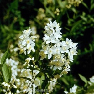 Kleine Deutzie 'Yuki Snowflake' mit weißen Blüten, Nahaufnahme des Strauchs.