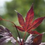 Detailaufnahme: Tiefrotes Blatt des Japanischen Ahorn Bloodgood von GROW by OBI.