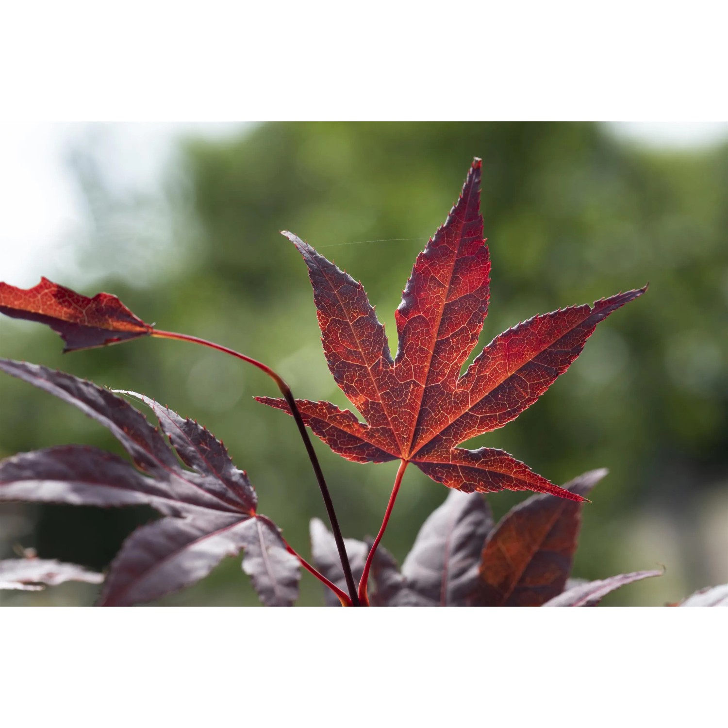Detailaufnahme: Tiefrotes Blatt des Japanischen Ahorn Bloodgood von GROW by OBI.