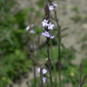 Nahaufnahme von blühendem Echtem Eisenkraut (Verbena officinalis), einer Staude mit zarten, hellvioletten Blüten.