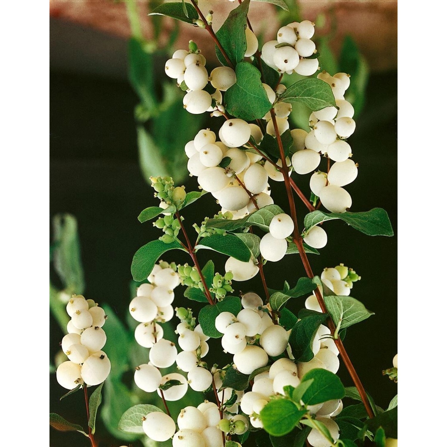 Symphoricarpos albus laevigatus 40-60 cm günstig online kaufen