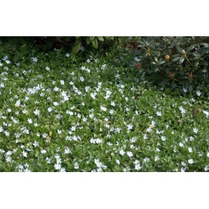Foto von Bodendecker Vinca Minor Alba mit kleinen, weißen Blüten und grünen Blättern.