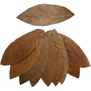 Proflora Cacao Blätter Groß für Aquarium: Natürliche Wasserwertkorrektur und Nahrungsergänzung.