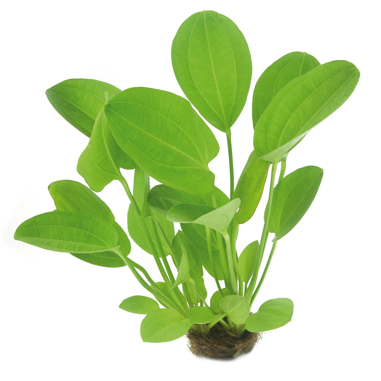 Dennerle Plants Aquariumpflanze Echinodorus Cordifolius Harbich Rot