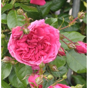 Nahaufnahme einer pinkfarbenen Kletterrose Laguna mit Knospen und grünen Blättern.