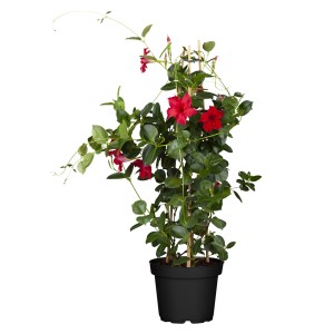 Dipladenie Pyramide, ca. 100-120cm hoch, im Topf. Blühende Kübelpflanze mit roten Blüten.