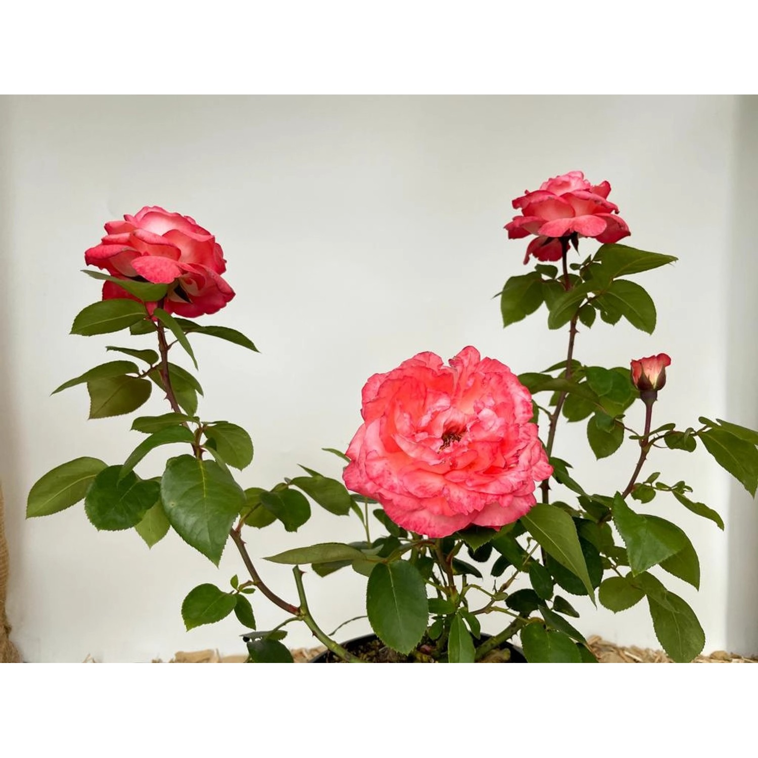 Baumfink Edelrose 'Aachener Dom' im Topf mit lachsrosa Blüten.