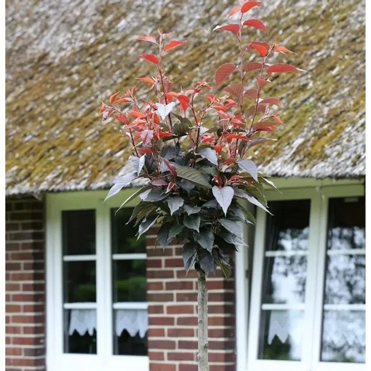 Hochstamm Blut Nelkenkirsche 100-125cm - Prunus serrulata