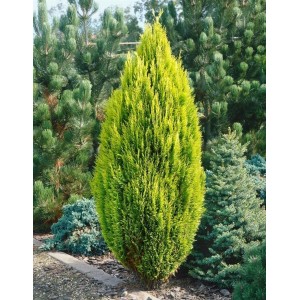 Grüne Chamaecyparis lawsoniana 'Romana' Heckenpflanze, 150-175 cm hoch.