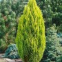 Grüne Chamaecyparis lawsoniana 'Romana' Heckenpflanze, 150-175 cm hoch.